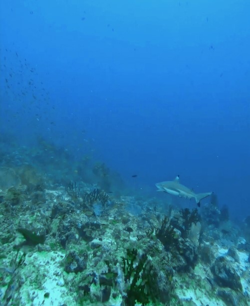 blacktip reef shark