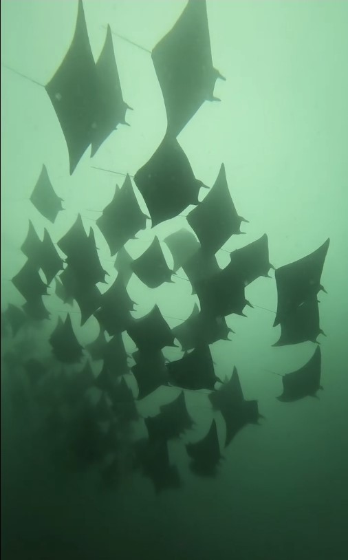 devil rays