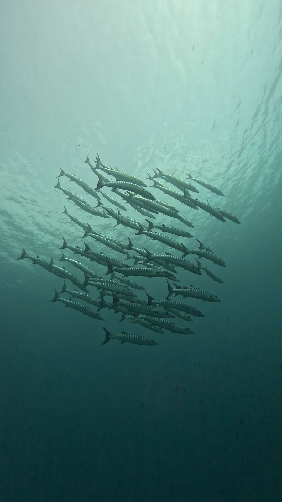 barracuda